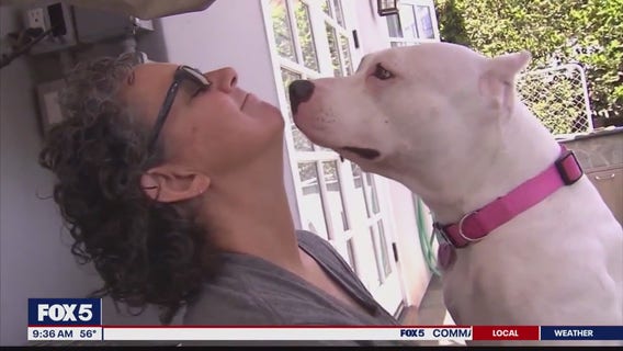 Enhancing the human/dog relationship