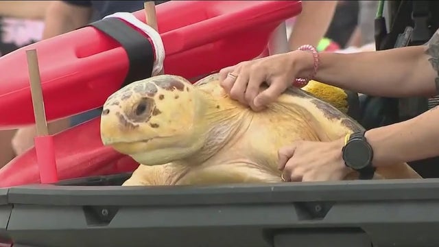 Brevard Zoo rehabilitates, releases loggerhead turtle back to sea