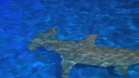 Dispelling shark myths at the Georgia Aquarium