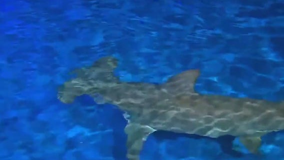 Dispelling shark myths at the Georgia Aquarium