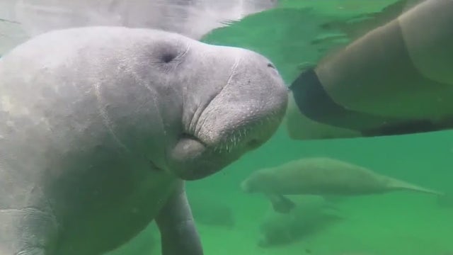 Expanded 'critical' habitat eyed for manatees in Florida
