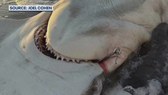 Massive hammerhead shark found dead on Satellite Beach