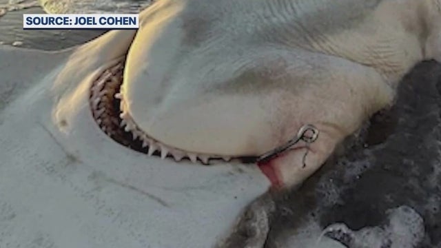 Massive hammerhead shark found dead on Satellite Beach