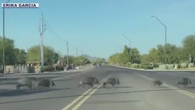 Javelina squadron spotted scurrying in Cave Creek