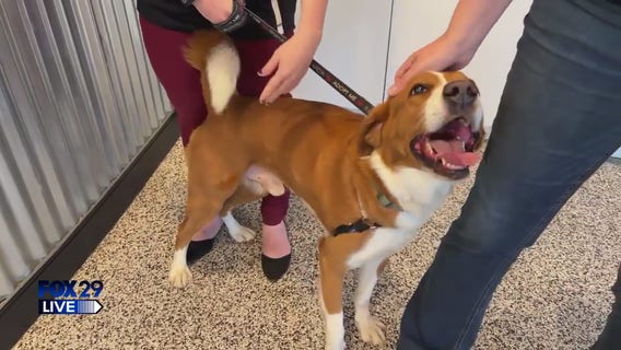 FOX 29 LIVE: Shelter Skip Day at the Brandywine Valley SPCA