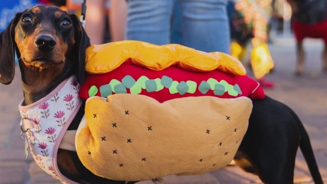 Third Annual Hallowoof adoption event taking place this weekend in Pearland