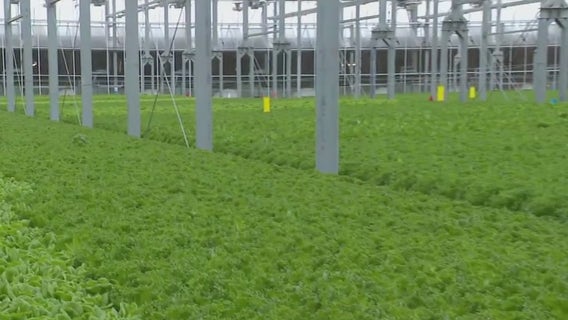 Gotham Greens is where sustainability meets innovation