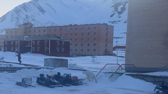 Watch: Man escapes charging polar bear by jumping on snowmobile