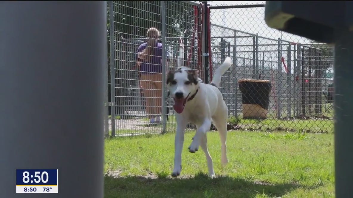 Dog of the Day: Brielle