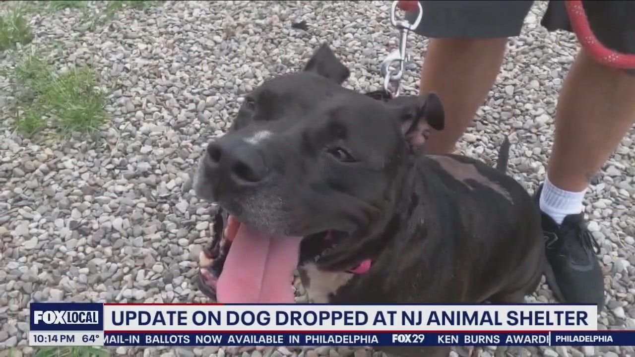 Dog thrown over fence at Atlantic County shelter adopted, living her