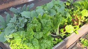 Planting lettuce as weather gets warmer