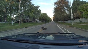 WI State trooper deals with stubborn turkey