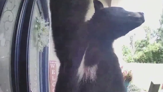 Florida woman uses bag of cookies to escape bear attack near home