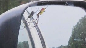 Joro spiders spotted near NJ border