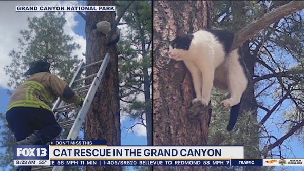 Cat rescued in the Grand Canyon