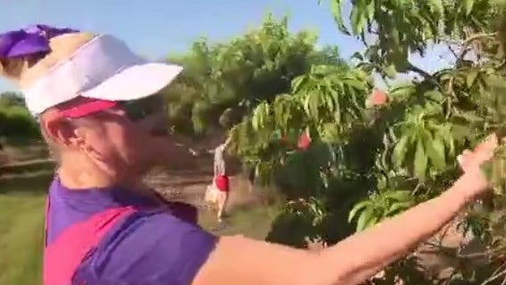 Peach A Palooza returns to Graham's U-Pick Farms