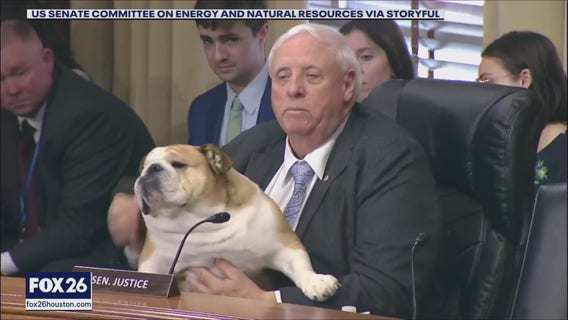 Australia animals, bulldog testimony, and more | Forecasting With Friends