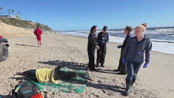 Deadly toxic algae bloom causing sea lions to become sick, violent