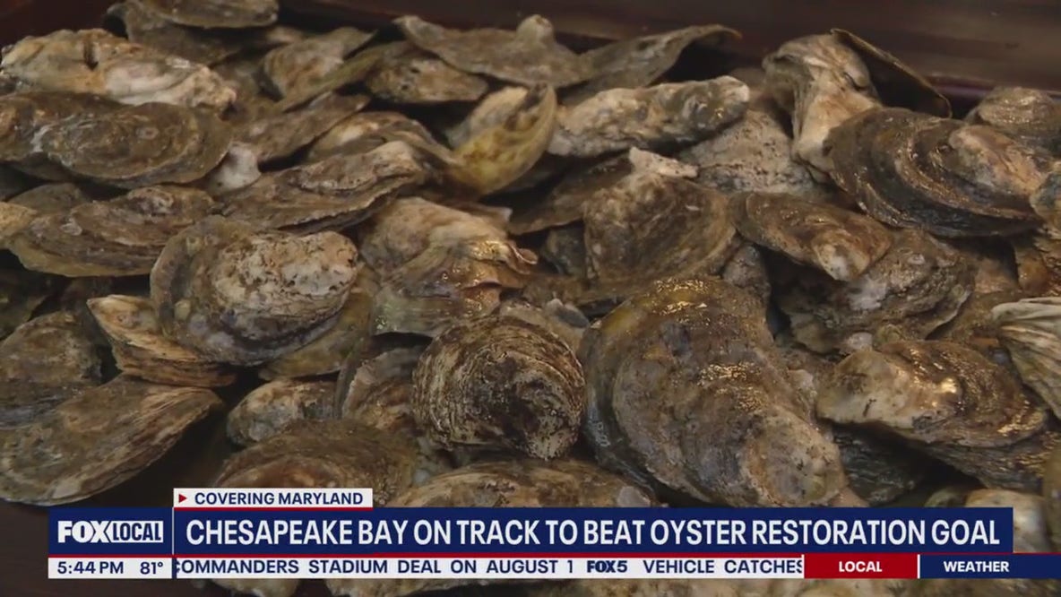 Chesapeake Bay on track to beat oyster restoration goal