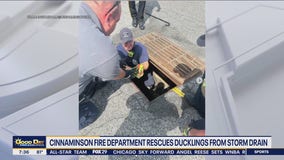 Ducklings rescued from storm drain in South Jersey