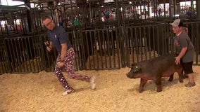 'Big Bob' the pig runs away from Ian Leonard