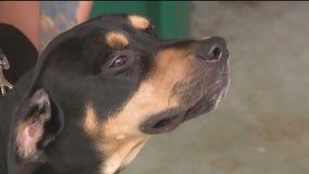 Dog, owner reunited after car crash