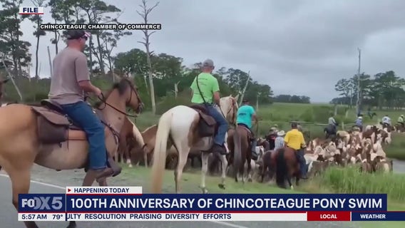 Chincoteague Pony Swim kicks off for 100th year