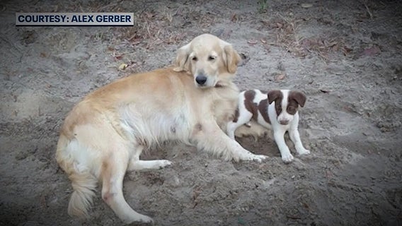 Dog shot with arrow in Marion County; family mourns beloved pet's death