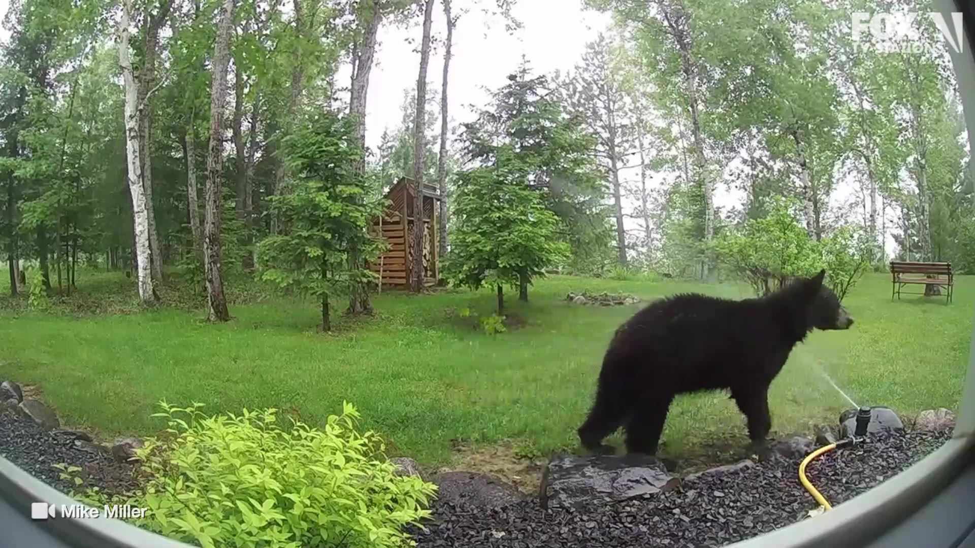 Bear meets sprinkler in northern MN