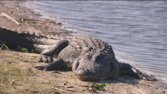 3 alligators found dead at Myakka River State Park