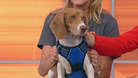 Meet Pogo: Our Pet of the Day