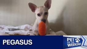 Meet Pegasus at Texas Humane Heroes