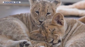 Phoenix Zoo announces names of new lion cubs