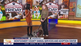 Forever Home Friday with Montgomery County Animal Services and Adoption Center