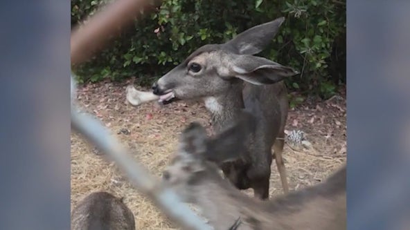 Deer has large bone stuck in its mouth | FOX 11 Los Angeles