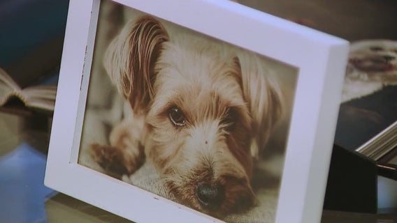 Family dog killed, man hospitalized in alleged attack by neighbor’s dogs in Volusia County