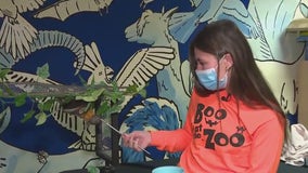 Fruit bat at 'Boo at the Zoo'