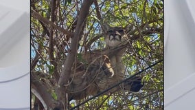 Little dog chases mountain lion up tree in Tustin