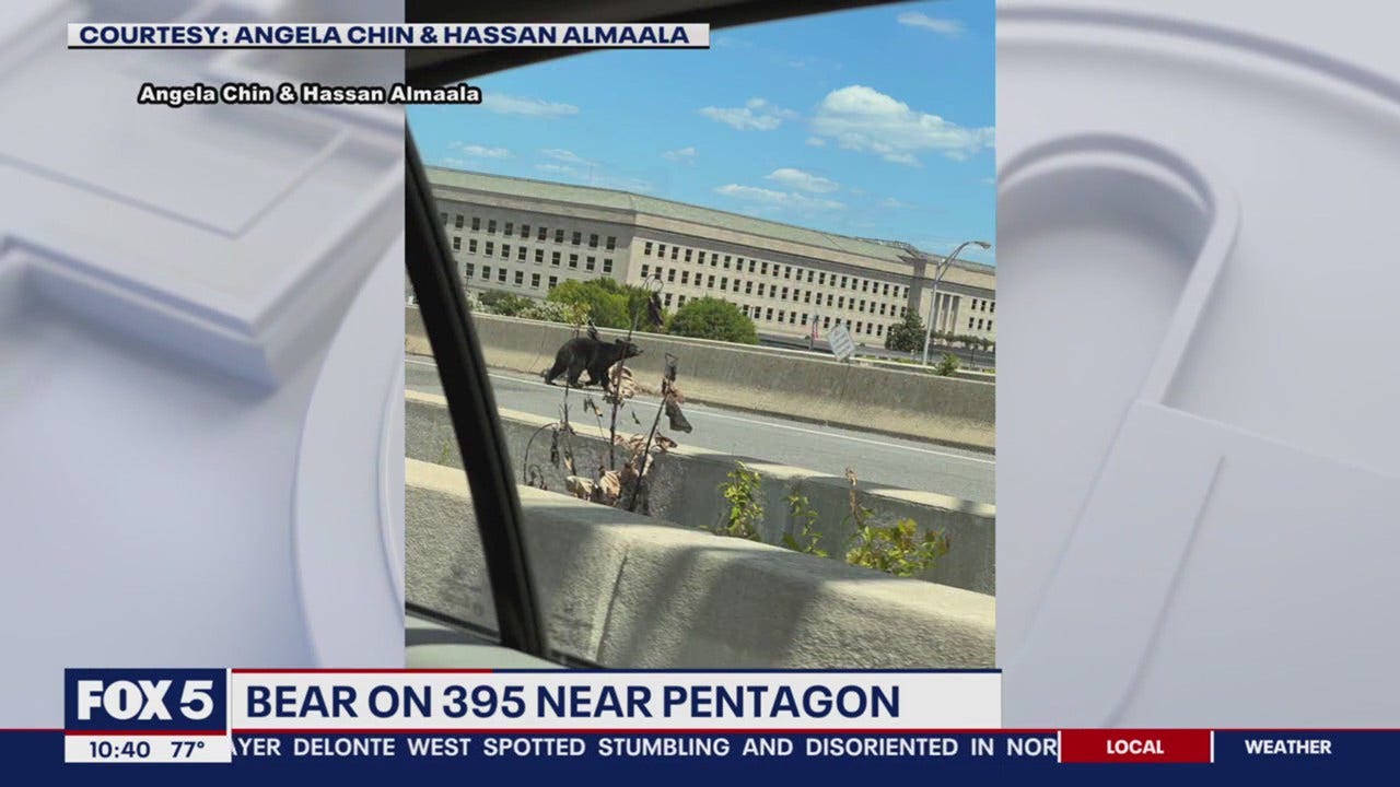 Bear hit, killed on I-395 near Pentagon over weekend | FOX 5 DC