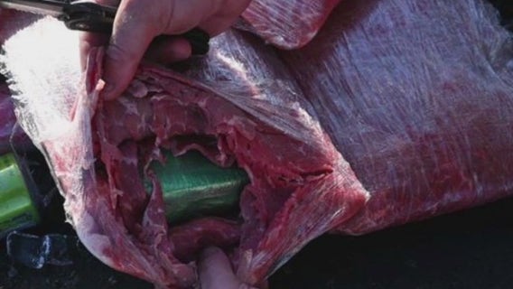 CA drug bust: $1.7 million worth of fentanyl seized, some found in packages of raw meat