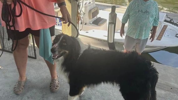 Bolivar Peninsula stray dog rescued from Galveston Bay by couple fishing
