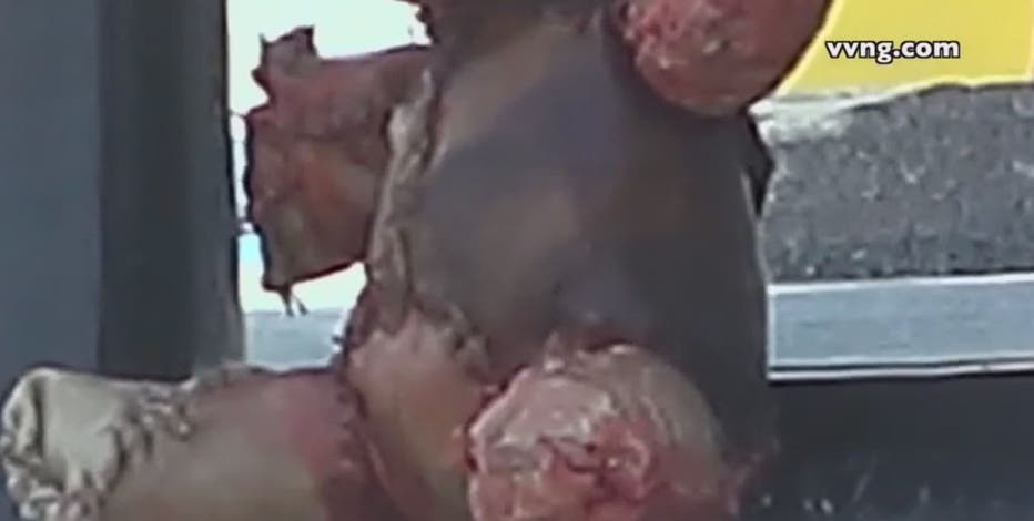 Teddy bear wrapped in 'human skin' discovered in California: What we know