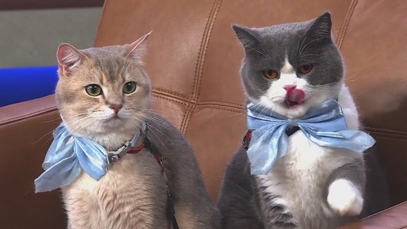Viral sensations Louie and Todd redefine what it means to travel in style