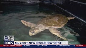 Snooki the sea turtle settles into her new home