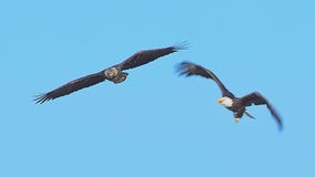 Taking a peek into the amazing lives of bald eagles