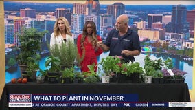 Here's what to plant in your garden in November