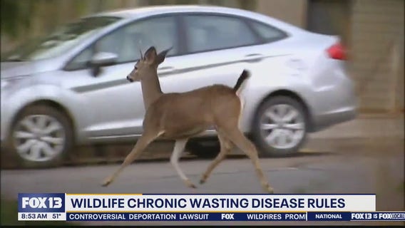 Wildlife officials near decision on zombie deer disease in WA