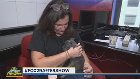 Brandywine SPCA hosts their Mega Adoption Event!