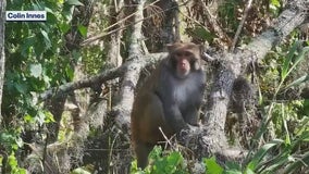 Florida man spots monkey along St. Johns River