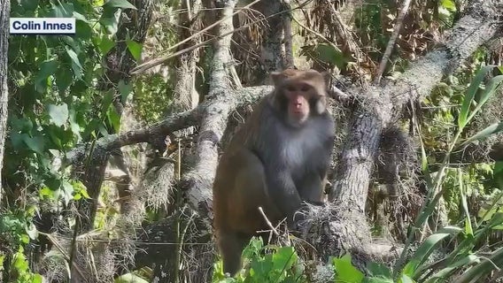 Florida man spots monkey along St. Johns River in Volusia County